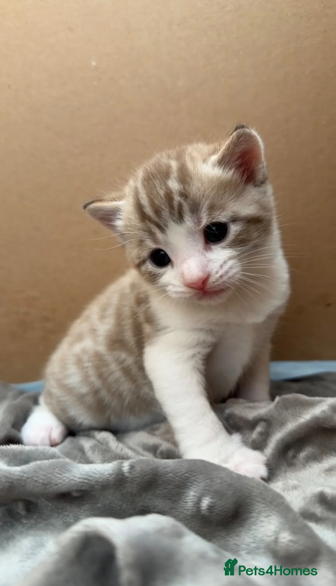 Domestic Shorthair cats for sale: Mixed litter of kittens - Advert 2