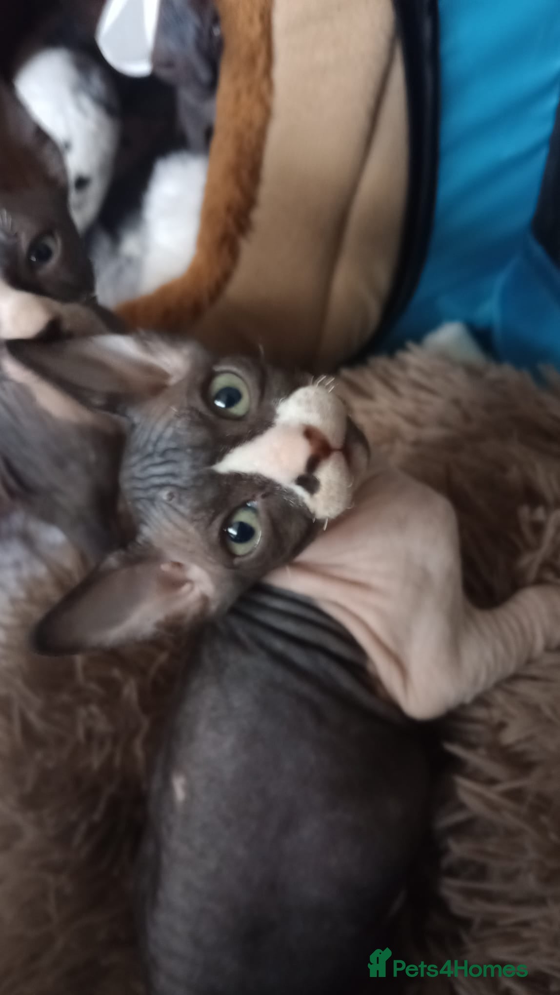 Sphynx cats Beautiful Sphynx Kittens–1Girl & 1Boy Available - Advert 2