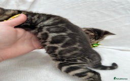 Bengal cats for sale: ❤️ GORGEOUS PURE BENGAL KITTENS ❤️ - Image 7