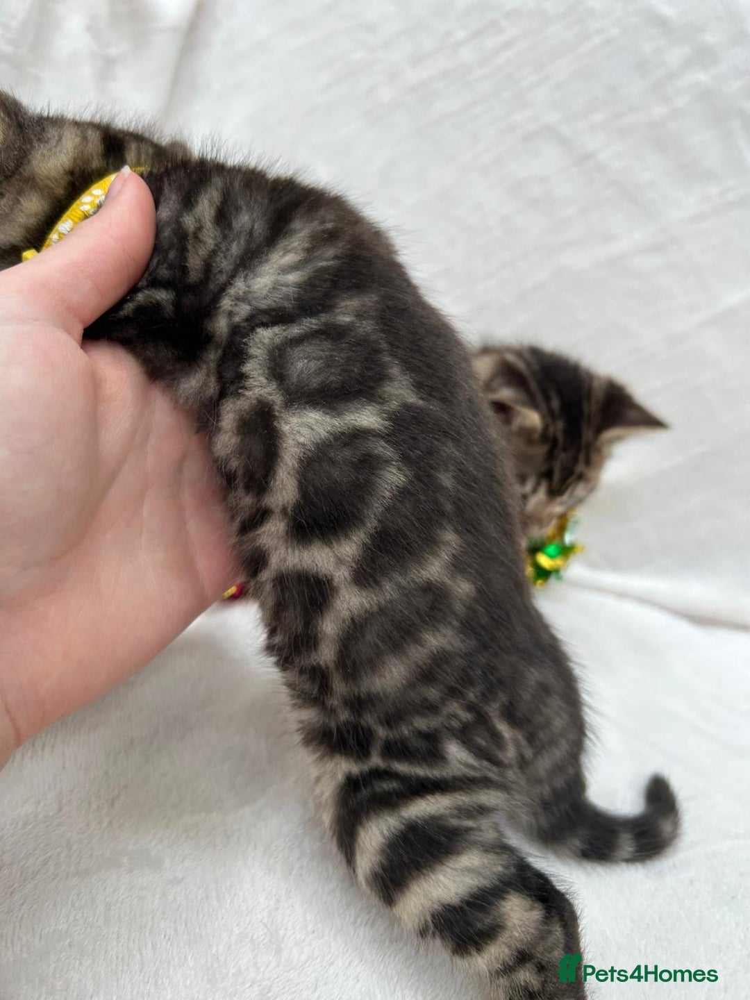 Bengal cats for sale: ❤️ GORGEOUS PURE BENGAL KITTENS ❤️ - Image 7