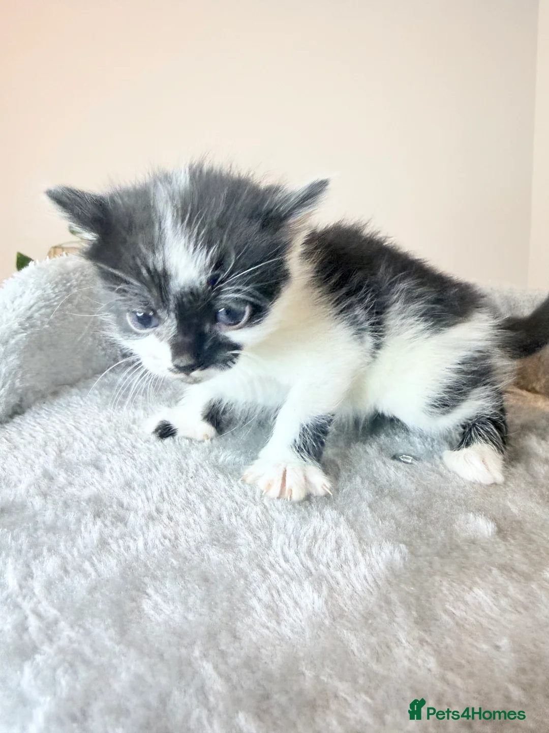 American Shorthair cats for sale: American shorthair/domestic shorthair kittens   in London - Advert 6