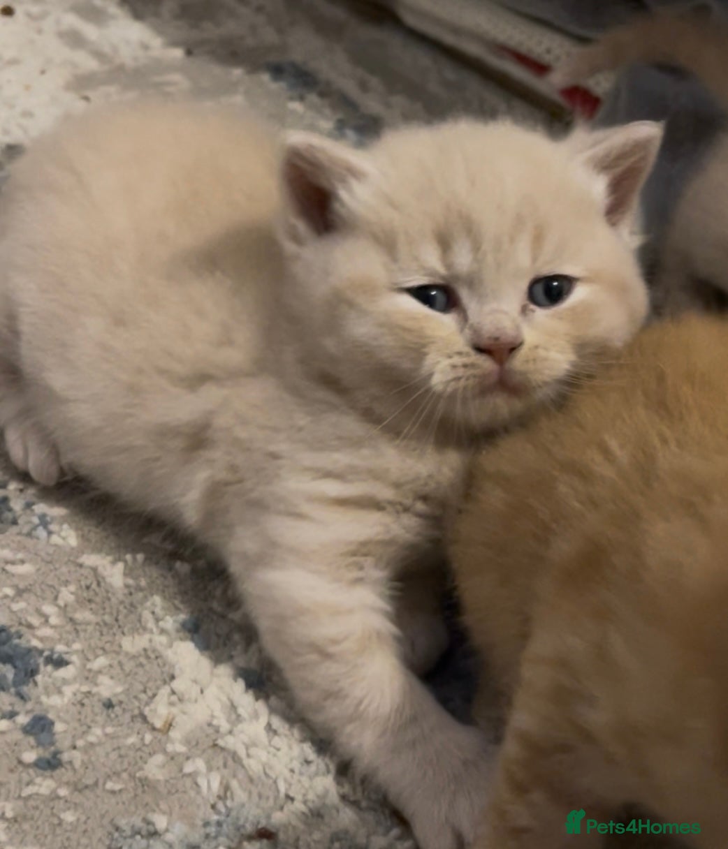 British Shorthair cats Exceptional litter of GCCF British shorthairs - Advert 8