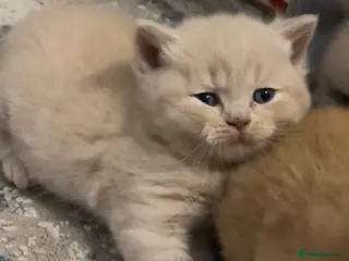 British Shorthair cats Exceptional litter of GCCF British shorthairs - Advert 8