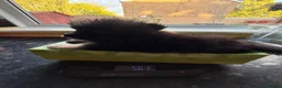 Pomeranian dogs for sale: Rare Blue eye Merle, husky type Black pomeranians  - Advert 33