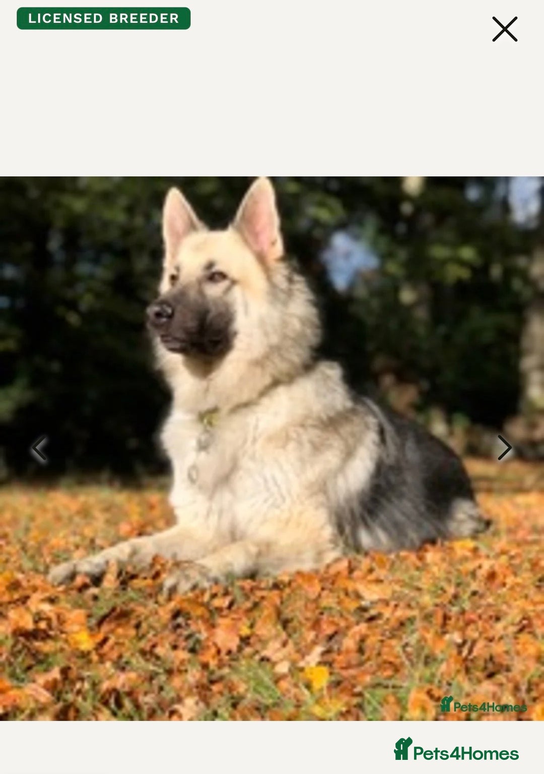 German Shepherd dogs for sale: Adorable GSD pups, straight back line, KC reg - Image 21