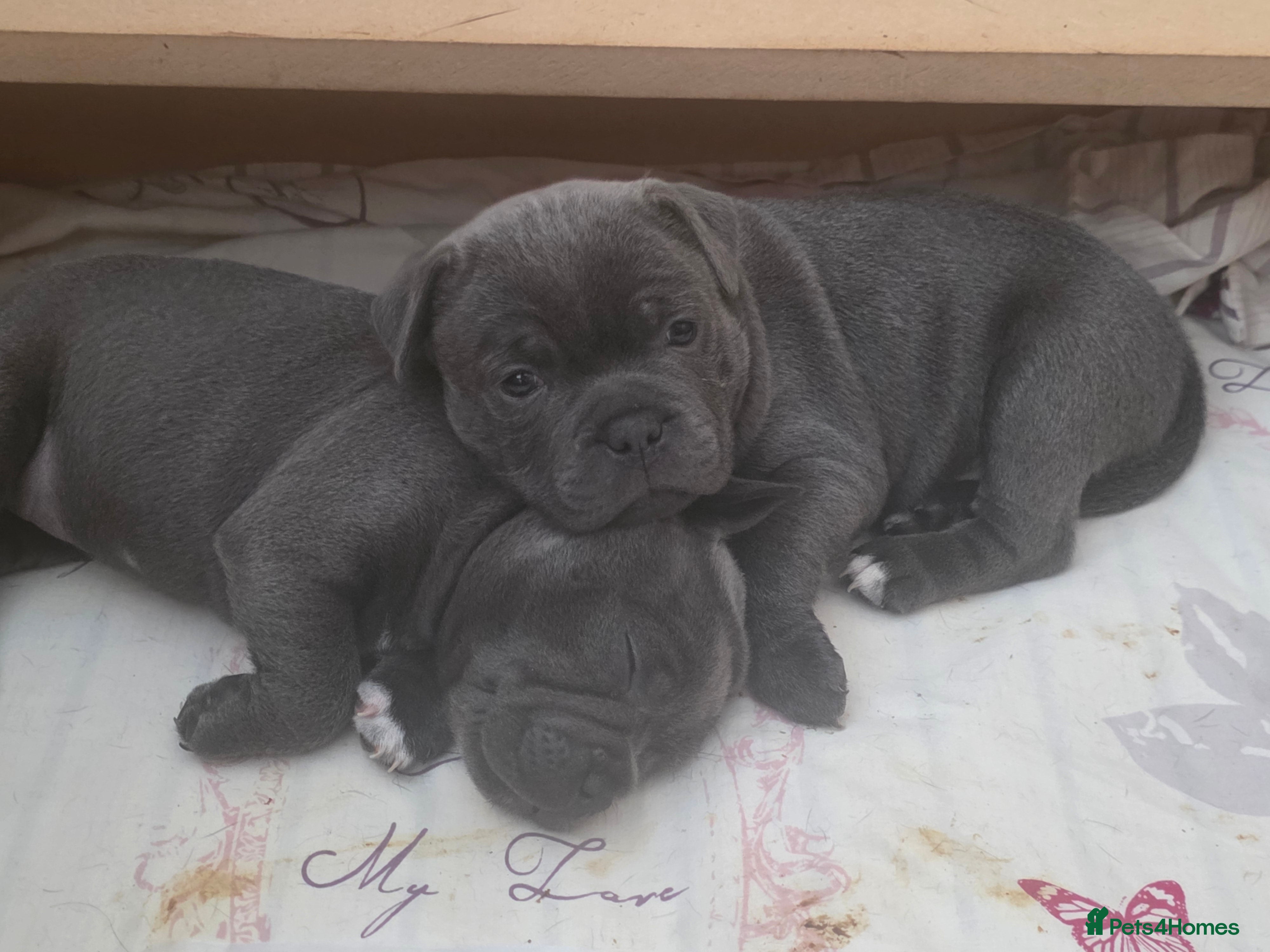 Staffordshire Bull Terrier dogs KC Reg. Staffordshire Bull Terrier  1Boy & 1Girl  - Advert 2