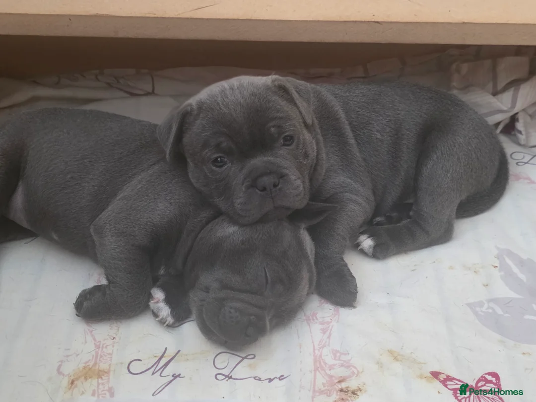 Staffordshire Bull Terrier dogs for sale: KC Reg. Staffordshire Bull Terrier  1Boy & 1Girl  - Advert 1