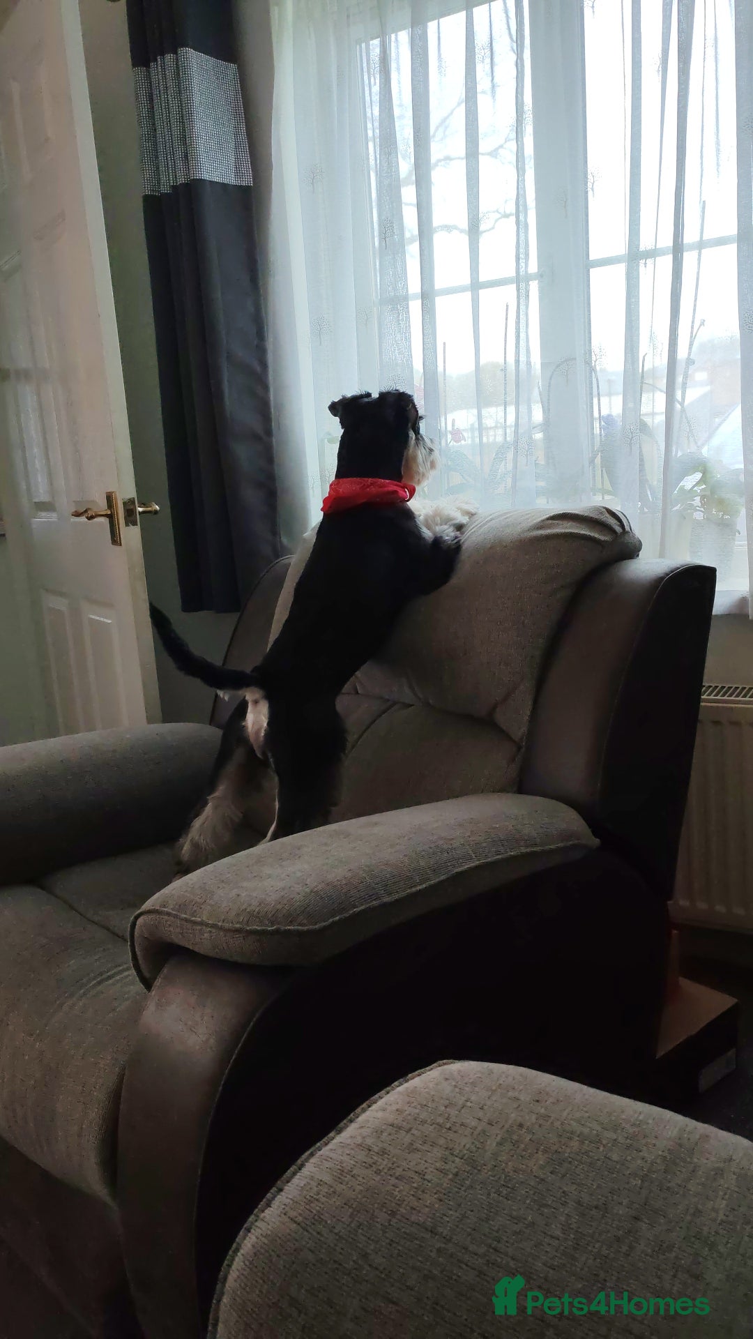 Miniature Schnauzer dogs for stud: KC Registered Miniature Schnauzer Stud - Advert 3