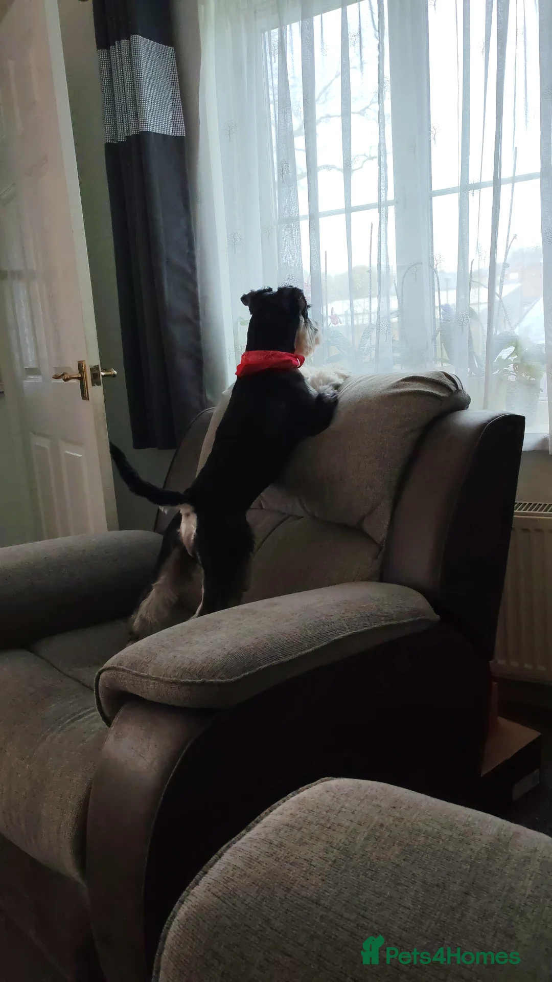 Miniature Schnauzer dogs for stud: KC Registered Miniature Schnauzer for Stud - Advert 3