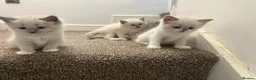 Ragdoll cats for sale: REDUCED!! FLUFFY LITTER OF 3 RAGDOLL KITTENS - Advert 11