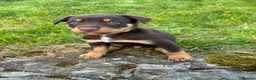 Australian Kelpie dogs for sale: Red and Tan Australian Kelpie Puppies in Knighton - Advert 6
