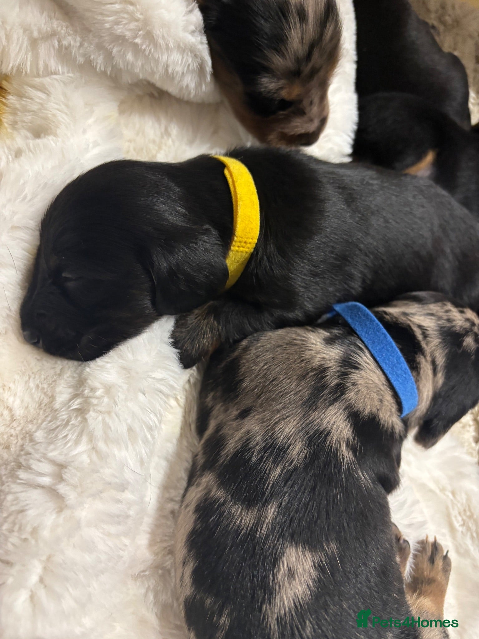 Miniature Dachshund dogs Long hair/short hair miniature dachshund💖 - Advert 2