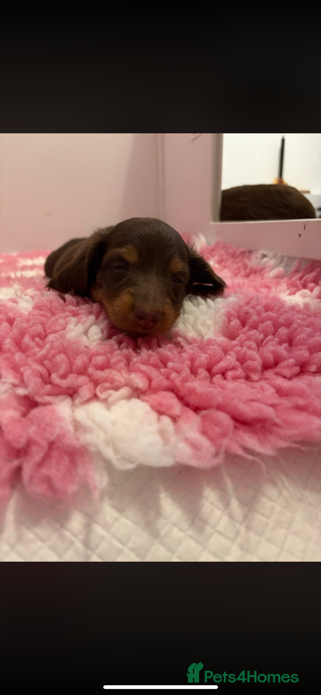 Miniature Dachshund dogs for sale: PRICE REDUCED Cute long hair chocolate dachshunds  - Advert 18