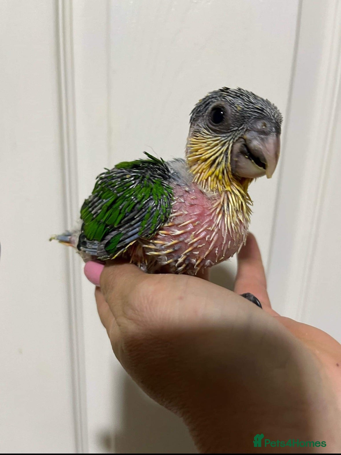 Parrots birds Caique parrot (black headed) - Advert 1