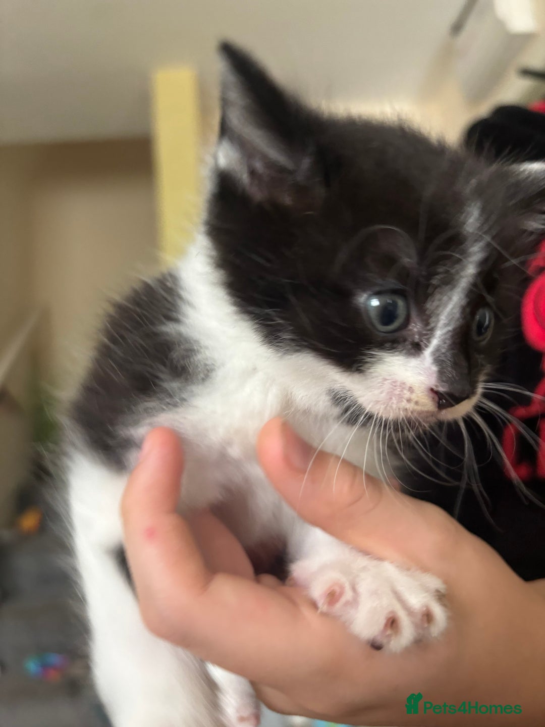 Domestic Shorthair cats for sale: Beautiful shorthair mixed colour kittens  - Image 21