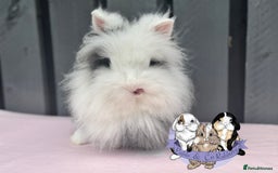 Lionhead rabbits for sale: Hallie - Double mane Lionhead rabbit  - Image 2