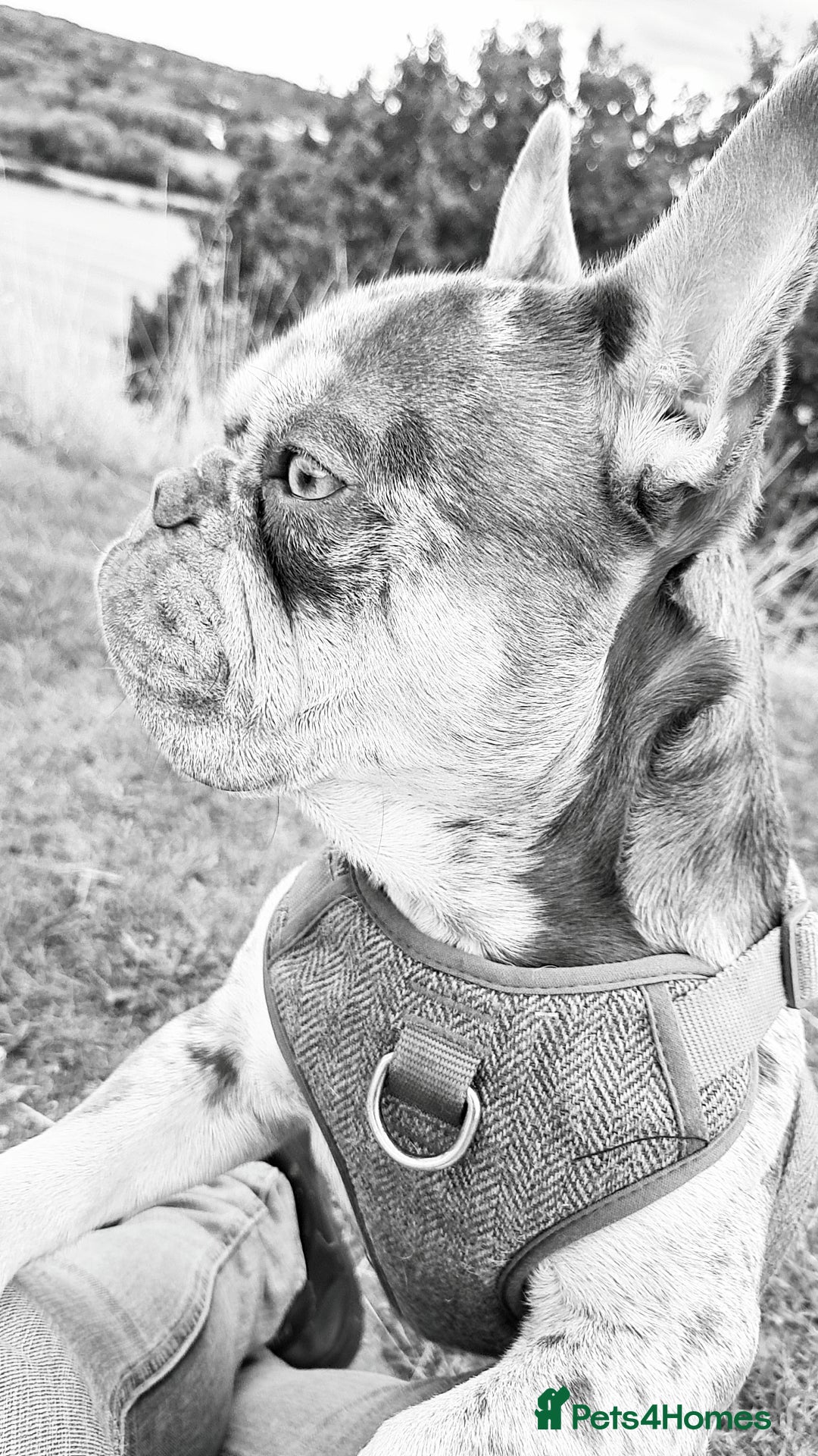 French Bulldog dogs for stud: Lilac merle for stud - Advert 6