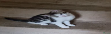 Male kitten