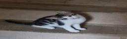 Mixed Breed cats for sale: Kitten for sale - Advert 2