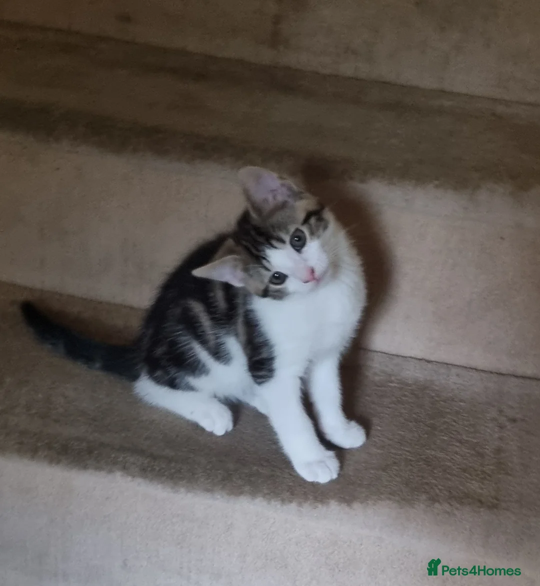 Mixed Breed cats for sale: Kitten for sale - Advert 2