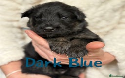 German Shepherd dogs for sale: Beautiful German Shepherd puppies  - Advert 7