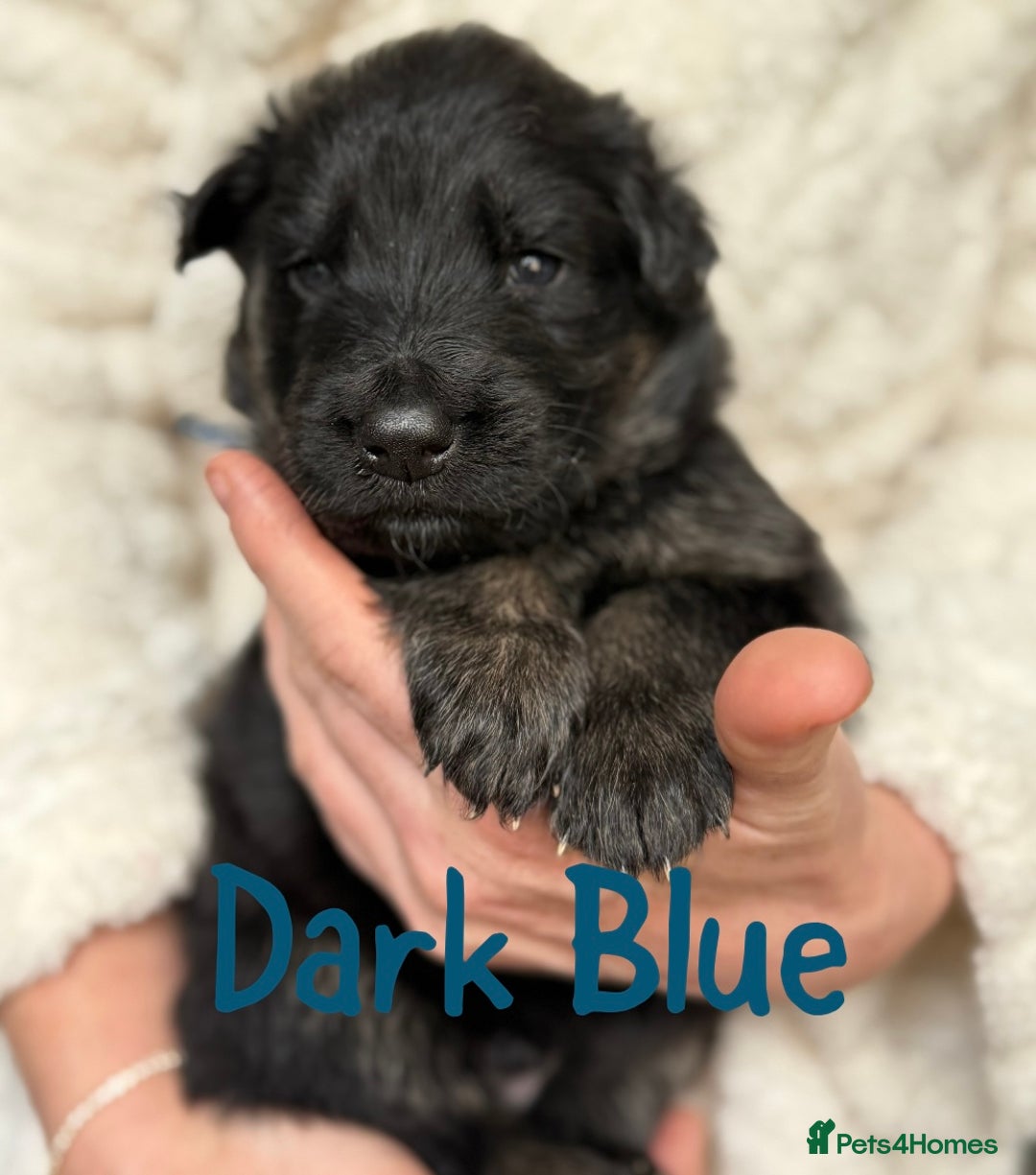 German Shepherd dogs for sale: Beautiful German Shepherd puppies  - Advert 7