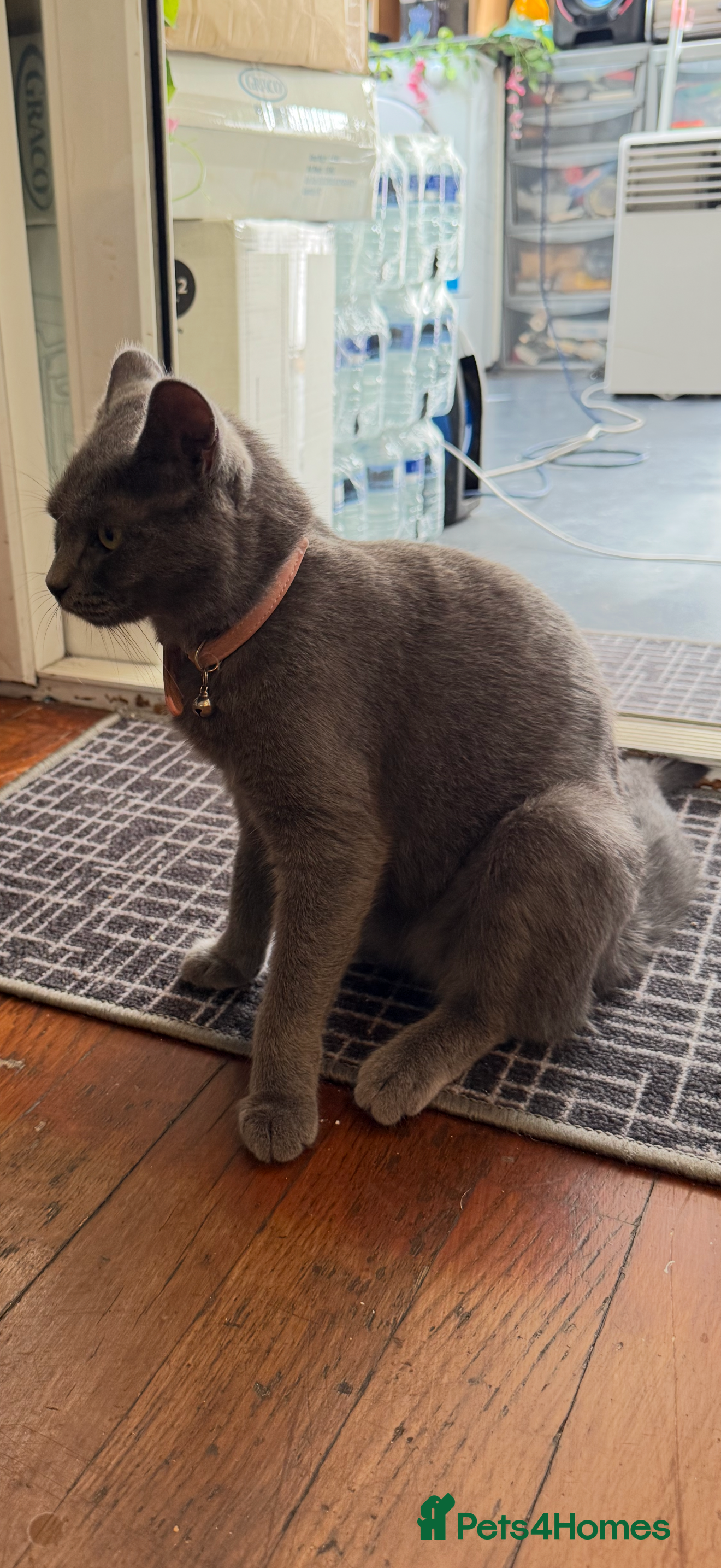 British Shorthair cats Beautiful yellow British shorthair ready now  - Advert 11