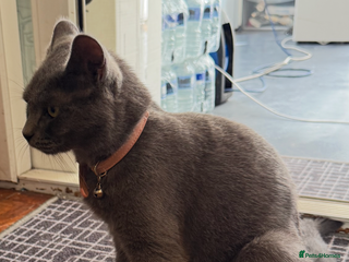 British Shorthair cats - Advert 29