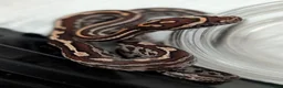 Corn Snake reptiles for sale: Okeetee Corn snakes  in Taunton - Advert 2