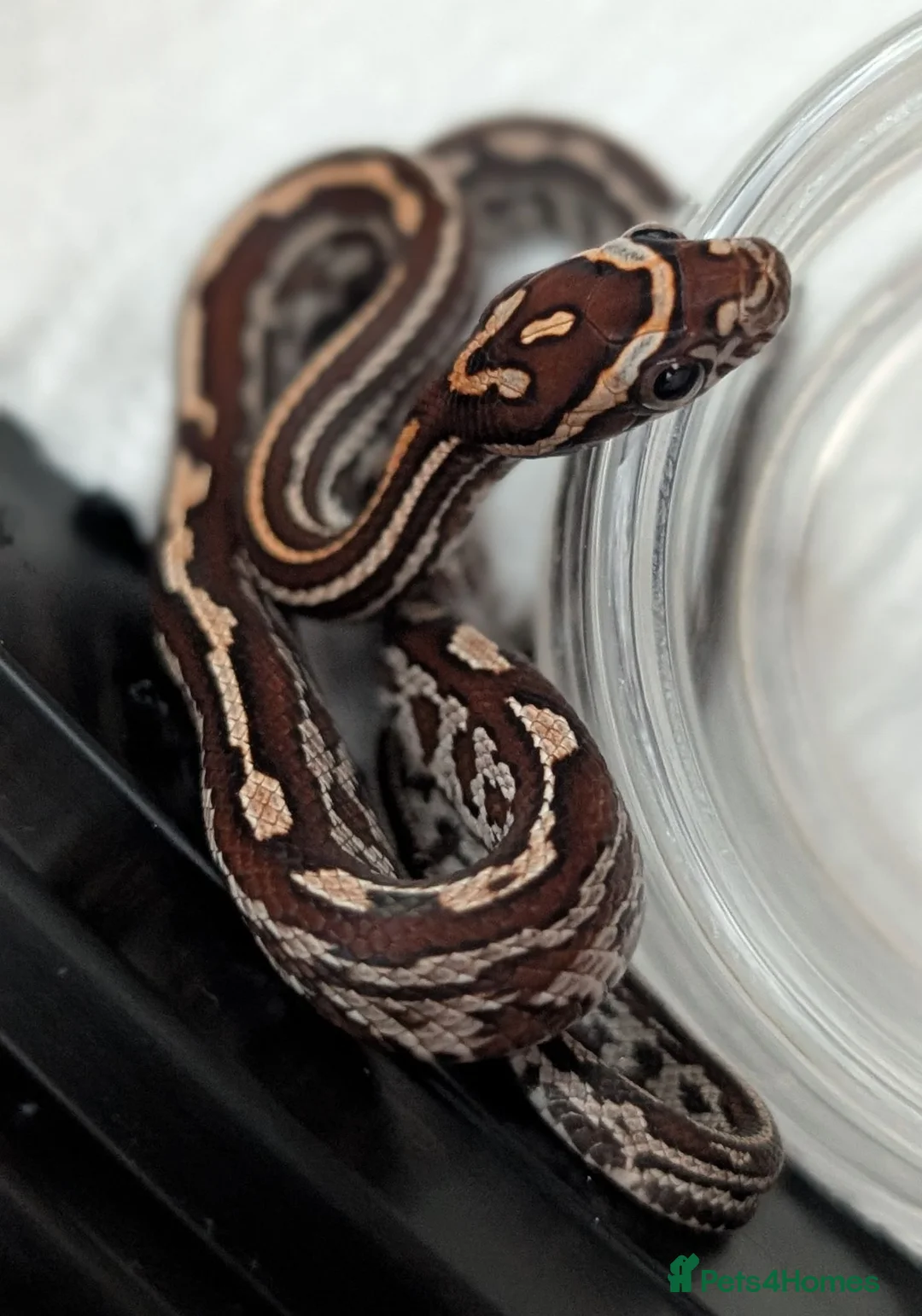 Corn Snake reptiles for sale: Okeetee Corn snakes  in Taunton - Advert 2