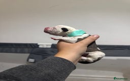 Mixed Breed dogs for sale: American bulldog cross Staffy pups - Image 9