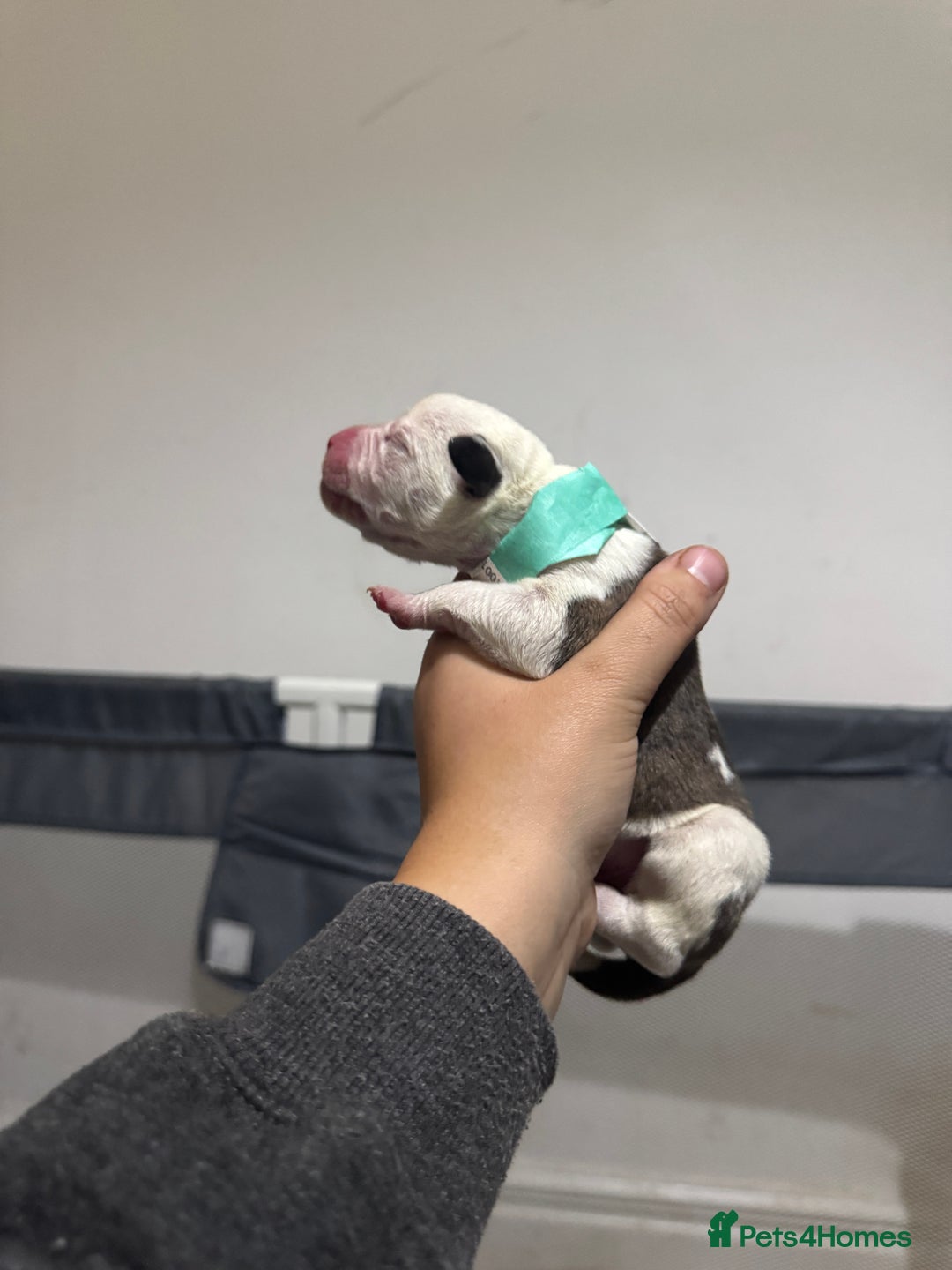 Mixed Breed dogs for sale: American bulldog cross Staffy pups - Image 9