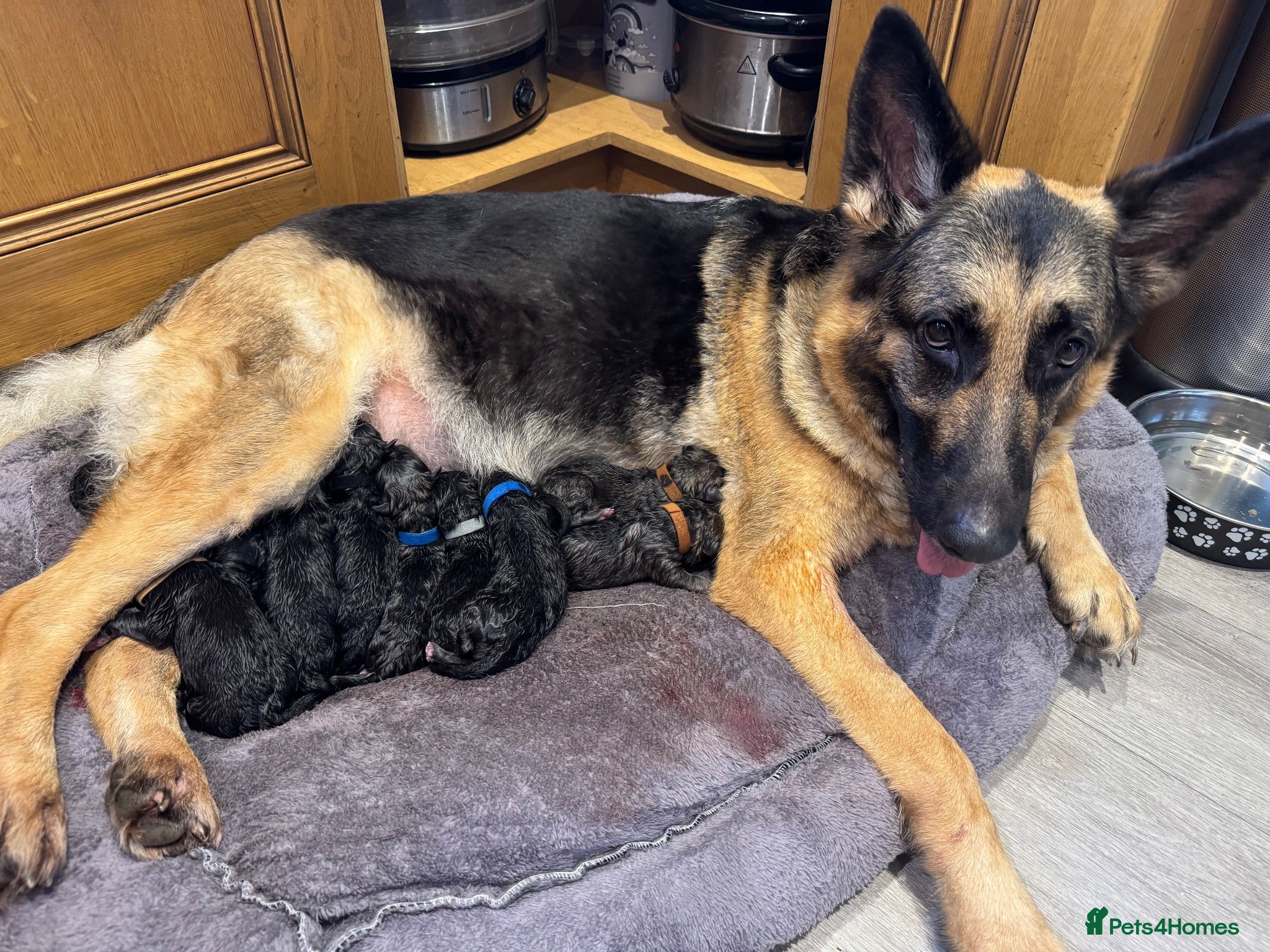 German Shepherd dogs 10 x KC Registered German Shepherd Puppies - Advert 6