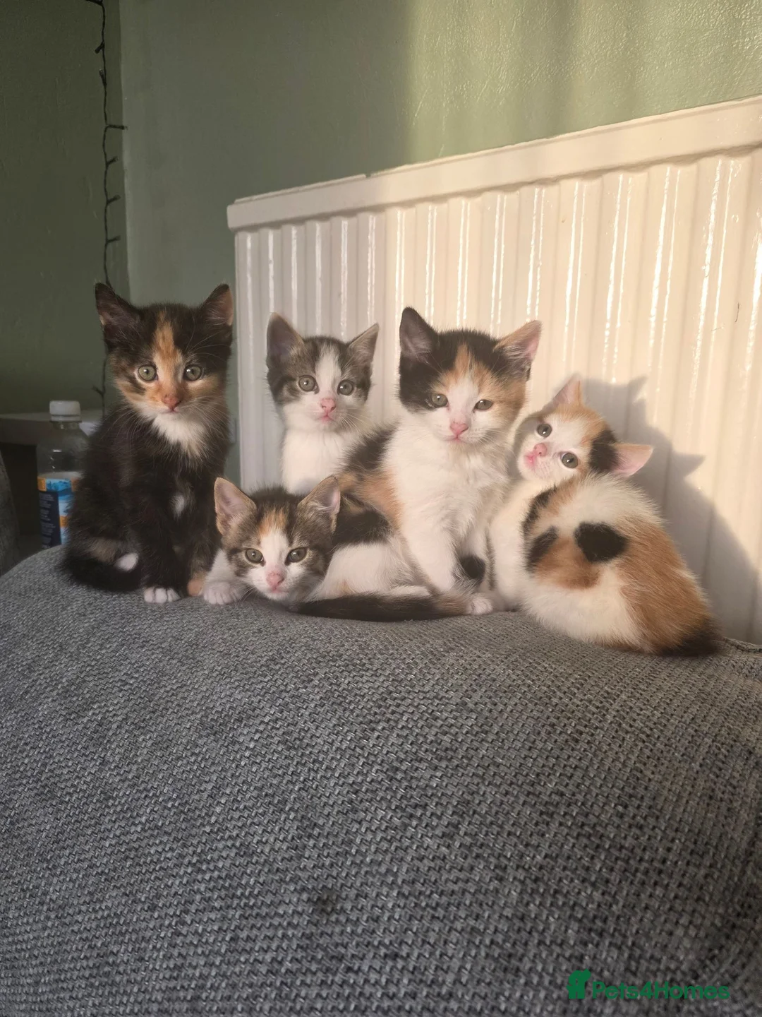Persian cats for sale: 2 beautiful kittens in Bristol - Advert 5