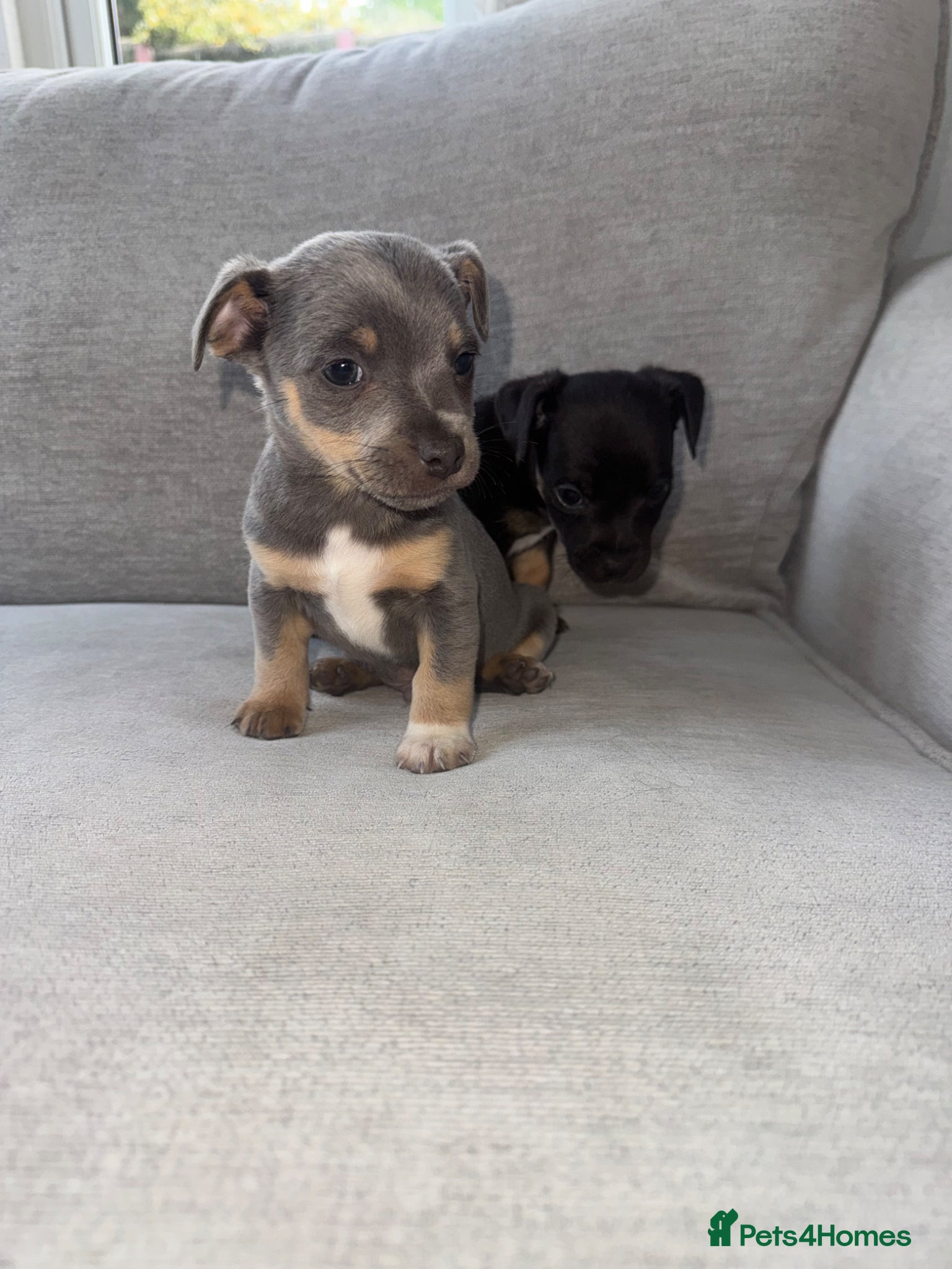 Jack Russell dogs Miniature Jack Russell - Advert 1