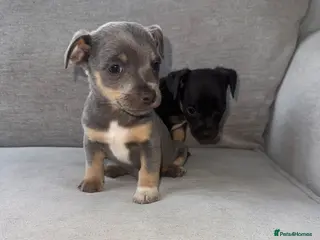 Jack Russell dogs Miniature Jack Russell - Advert 1