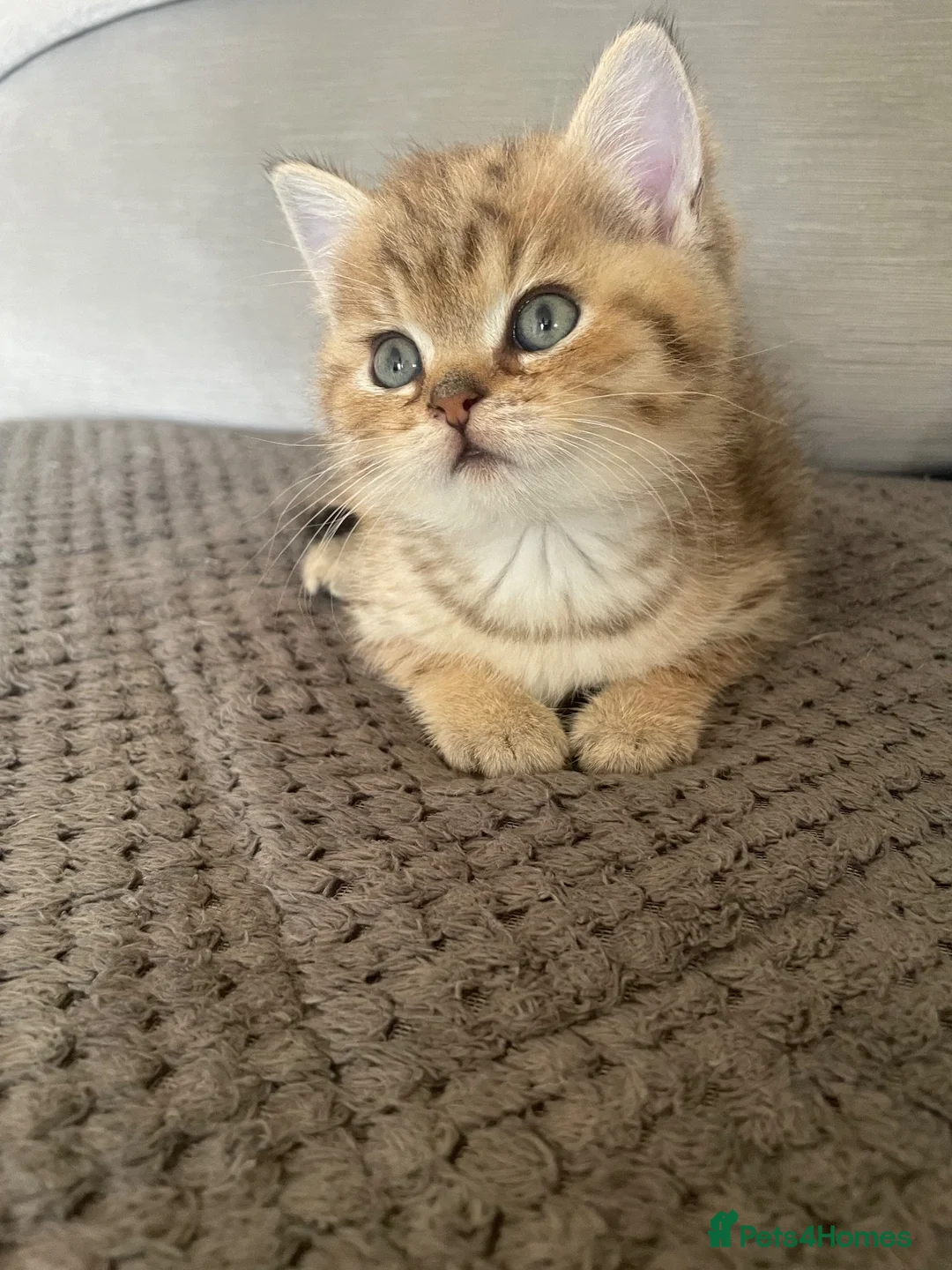 British Shorthair cats for sale: TICA reg - black golden spotted BSH boy - Advert 15