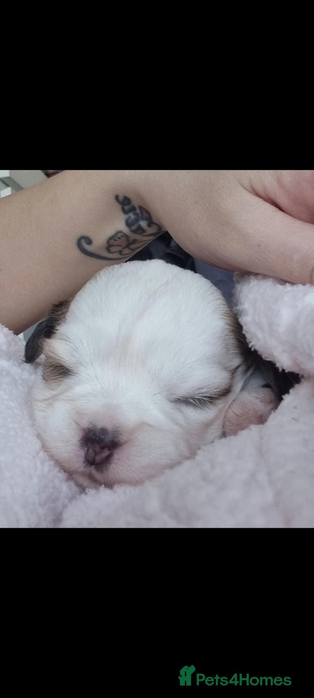 Shih Tzu dogs for sale: Tiny shihion puppys for sale - Advert 2