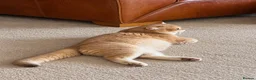 British Shorthair cats for stud: British Shorthair Cinnamon gold - Advert 8