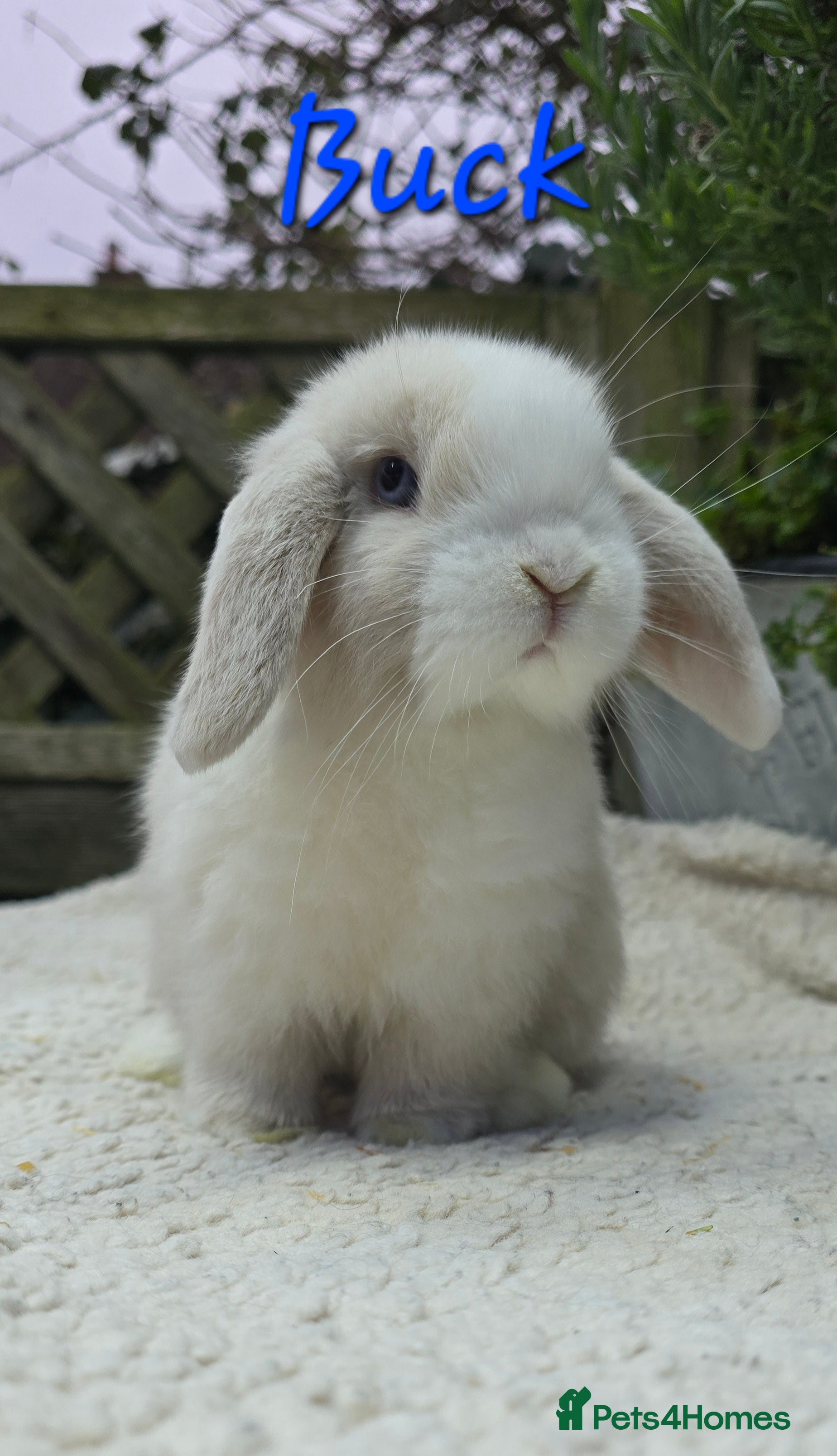 Mini Lop rabbits Beautiful mini lops girls and boys - Advert 2