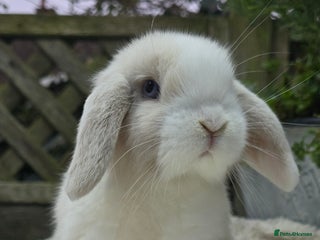 Mini Lop rabbits Beautiful mini lops girls and boys - Advert 1
