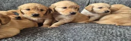 Golden Retriever dogs for sale: Beautiful KC Reg Golden Retrievers - Advert 2