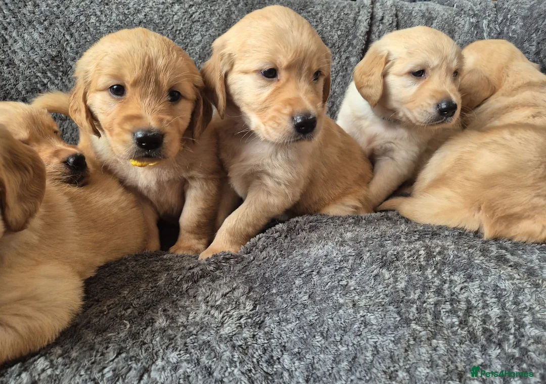 Golden Retriever dogs for sale: Beautiful KC Reg Golden Retrievers - Advert 2