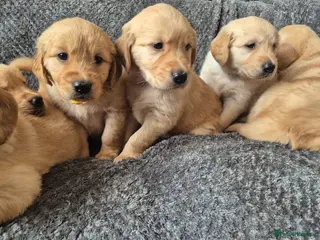 Golden Retriever dogs Beautiful KC Reg Golden Retrievers - Advert 2