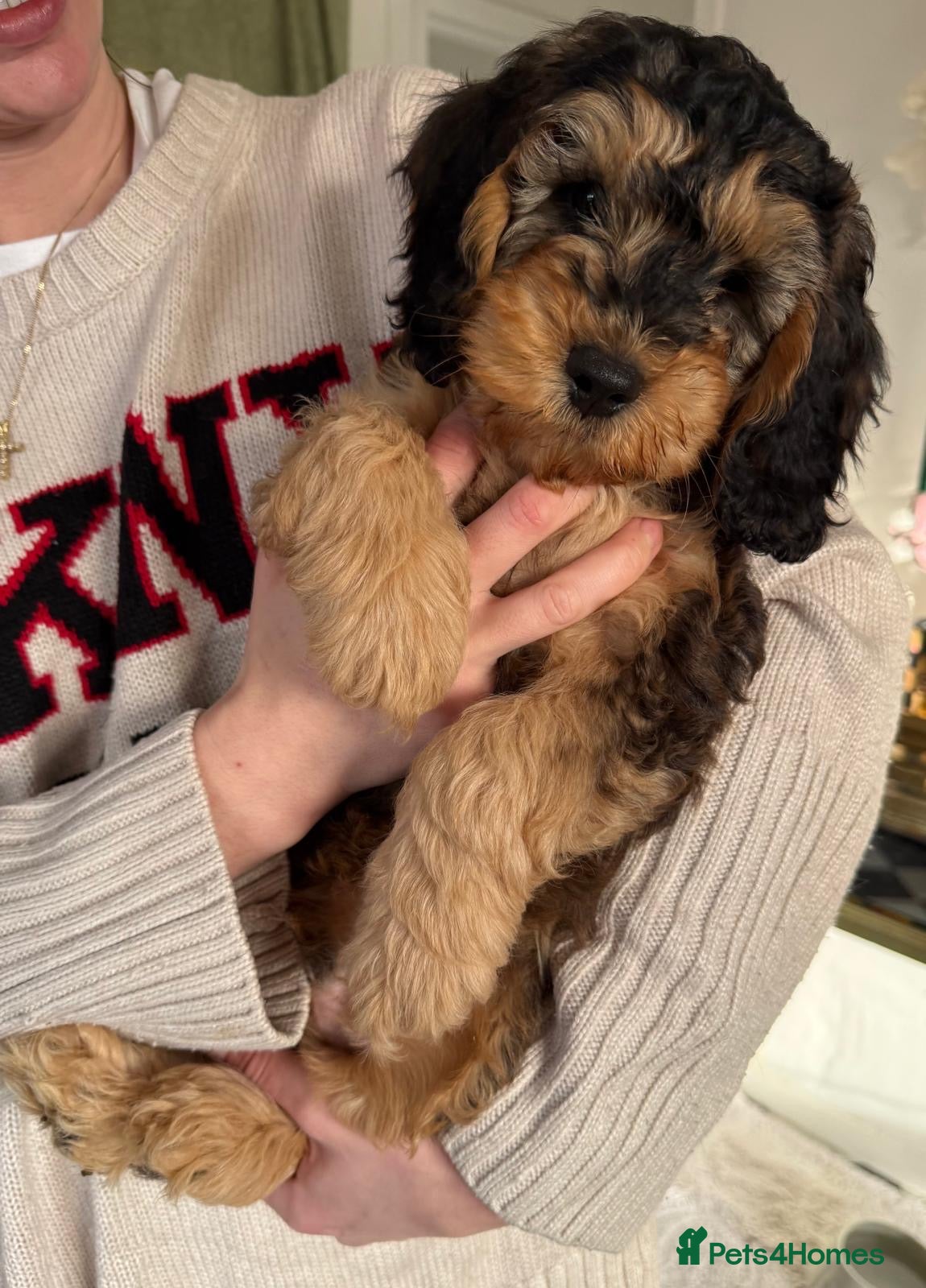 Cockapoo dogs * 2 PHANTOM F1 COCKAPOO BOYS * - Advert 4