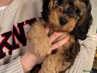 Cockapoo dogs * 2 PHANTOM F1 COCKAPOO BOYS * - Advert 4