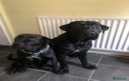 Cane Corso dogs for adoption: Male cane corso in Chester-le-Street - Image 5