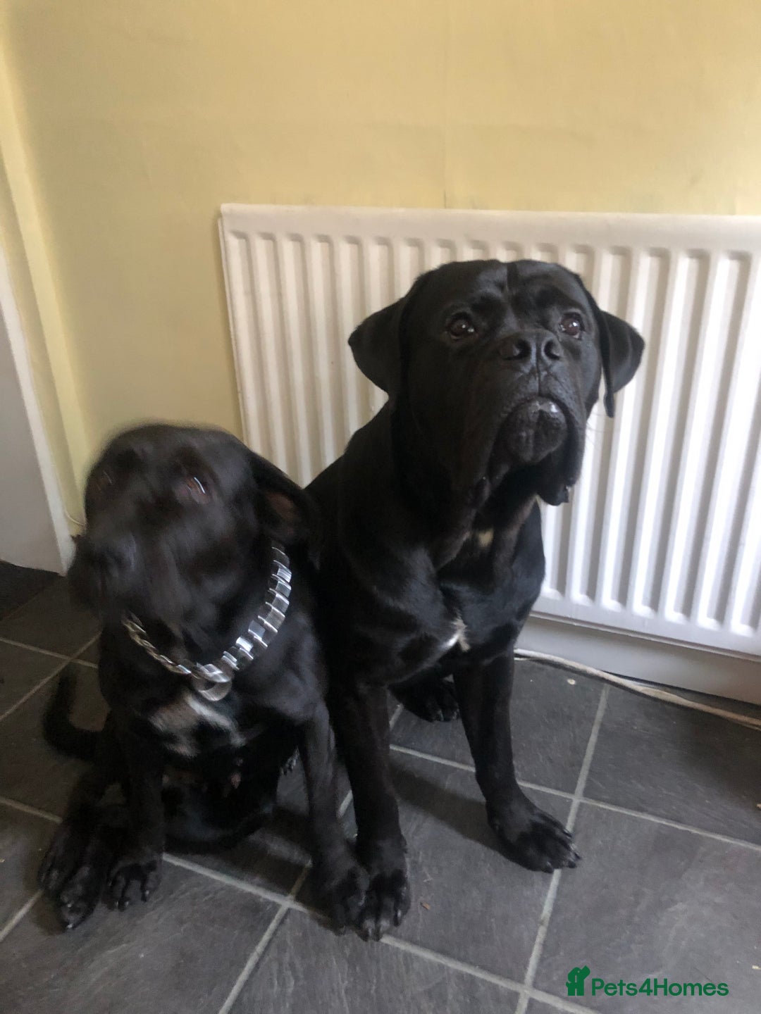 Cane Corso dogs for adoption: Male cane corso in Chester-le-Street - Image 5