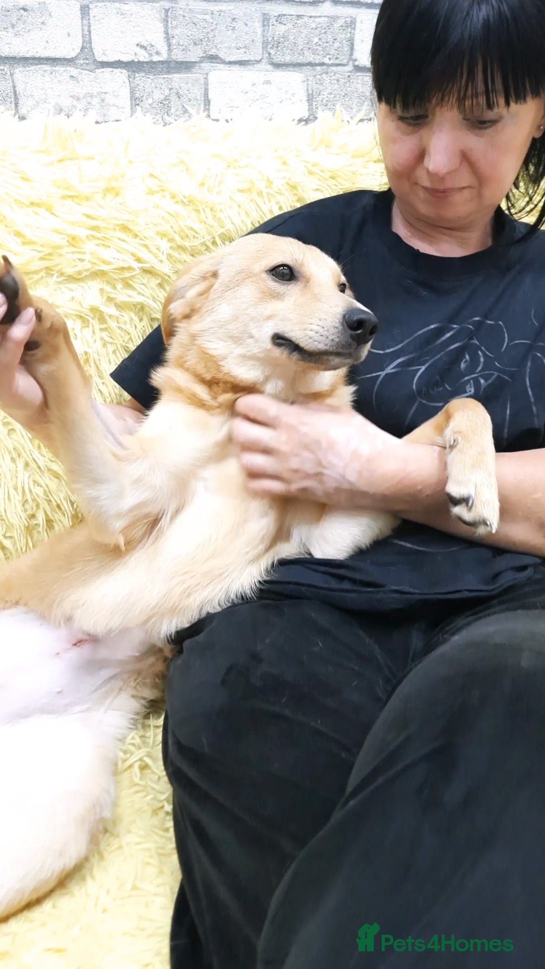 Mixed Breed dogs for adoption: 💖🐶 LESSY 🐶💖 - Image 13