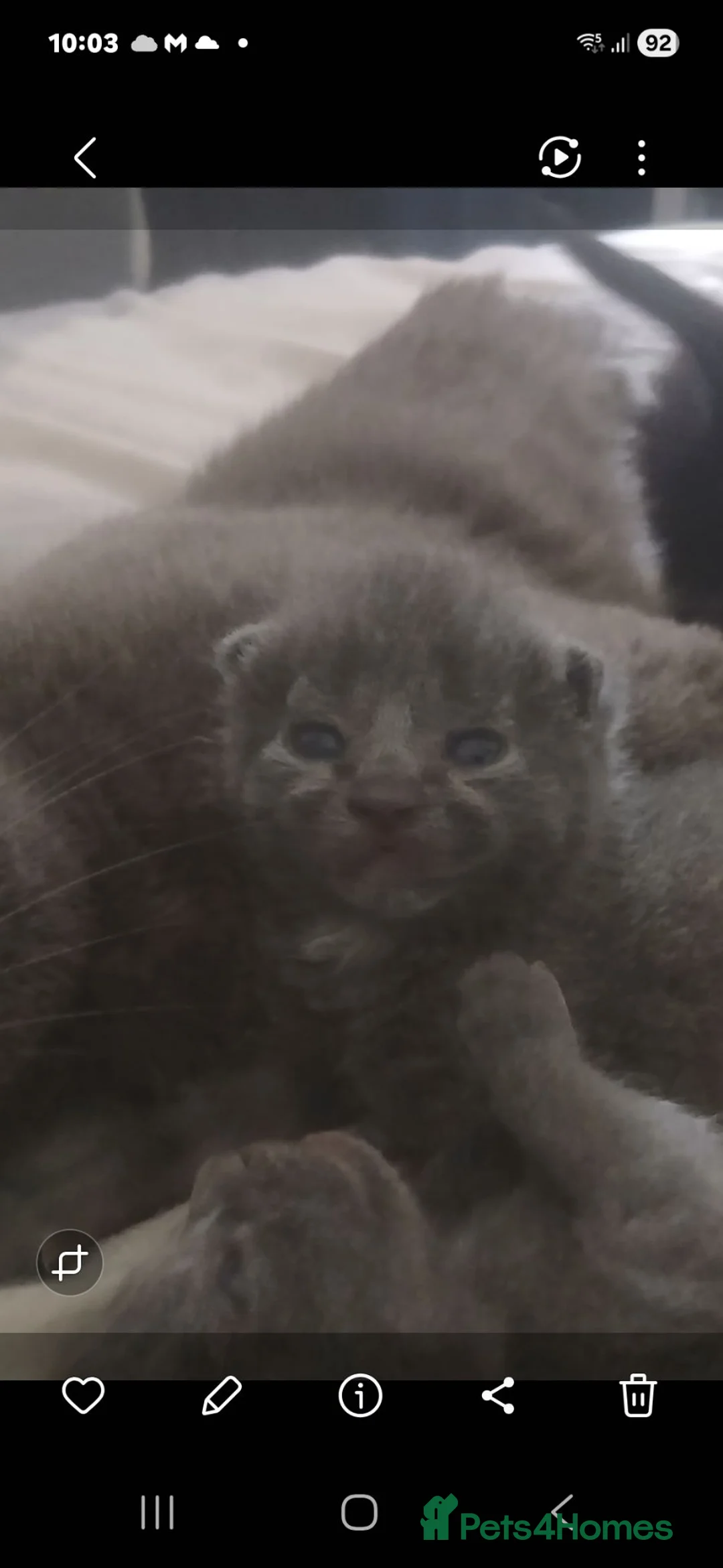 Mixed Breed cats for sale: Russian blue, mixed breed in Great Yarmouth - Advert 2